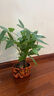 行湘發(fā)財樹(shù)盆栽綠植 精品大三桿發(fā)財樹(shù)+大號財源茂盛陶瓷盆 源頭直發(fā) 曬單實(shí)拍圖