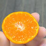 南步江西南豐蜜桔 撫州特產(chǎn)砂糖橘無(wú)籽貢桔清香橘子應季新鮮孕婦水果 20斤裝 精品果【單果4cm+】 曬單實(shí)拍圖