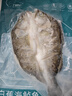 釣魚記開背海鱸魚1斤-1.3斤 三去凈重 冷凍生鮮 魚類 海鮮水產 中秋聚餐 曬單實拍圖