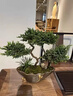 真柏盆栽迎客松室內客廳辦公室桌面盆景綠植四季常青展廳裝飾擺件 蓮歸紫砂3層真柏+底座 帶盆栽好 曬單實(shí)拍圖