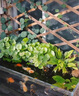 銅錢(qián)草水培植物室內辦公室桌面盆栽花卉四季常青綠植凈化空氣懶人 銅錢(qián)草帶葉子特惠款71-100根+營(yíng)養液【1份】 不含盆 曬單實(shí)拍圖