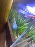 森森超白魚缸過濾制氧一體機自循環(huán)客廳水族箱桌面懶人小型玻璃 超白玻璃 250標配（贈豪華濾材+棉） 曬單實拍圖