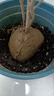 桂花樹(shù)苗四季桂盆栽可食用開(kāi)花不斷室內陽(yáng)臺庭院濃香型花卉植物 精品四季桂花20-30厘米【練手裝】 不含盆 曬單實(shí)拍圖