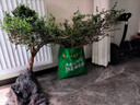 魚缸水培植物造景水楊梅老樁庭院綠植溪流缸造型樹苗凈化水質(zhì)盆栽 極品水楊梅老樁(高100-120cm) 曬單實(shí)拍圖