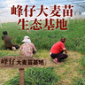 峰仔麥青紅豆糕青汁桂花米糕早餐半成品糯米松糕發(fā)糕蒸糕點(diǎn)心糕點(diǎn) 麥青紅豆糕350g*2袋 曬單實(shí)拍圖