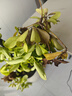 植男植女鴨腳木造型客廳盆栽八方來財(cái)室內(nèi)落地北歐輕奢大型好養(yǎng)常青綠植 鴨腳木-纏線造型款1.4-1.6M【送半年?duì)I養(yǎng)液】 曬單實(shí)拍圖