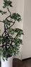 臨雅鴨腳木客廳綠植物高級感八方來(lái)財大型鴨掌木盆栽1.5m含盆源頭直發(fā) 曬單實(shí)拍圖