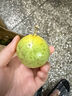 廣西欽蜜9號黃金百香果萬澄當季新鮮大果黃皮果奶茶店水果 【1斤 約11-17個】單果30-45g 曬單實拍圖