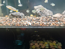 創(chuàng)寧變頻潛水泵 CN-9500-13W 10檔流量調(diào)節(jié) 魚缸假山噴泉池循環(huán)抽水 曬單實拍圖