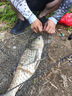 老G巨物方塊餌料鰱鳙大頭拋竿魚(yú)餌酸臭草莓方塊餅爆炸鉤魚(yú)料土鯪花生 新酸臭(主攻鰱鳙) 曬單實(shí)拍圖