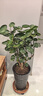 大型綠植金錢(qián)兜福祿桐盆栽 花卉觀(guān)葉盆景客廳發(fā)財樹(shù)圓葉綠植盆栽Z 50-60cm老樁（不含盆） 曬單實(shí)拍圖