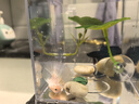 泰國斗魚(yú)婚紗仙女款半月純白超美母魚(yú)網(wǎng)紅寵物淡水小型熱帶觀(guān)賞魚(yú) A級精品粉白色-送魚(yú)糧 曬單實(shí)拍圖