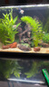 瘋狂水草孔雀魚(yú)活體水族寵物觀(guān)賞魚(yú)冷水耐活小型熱帶魚(yú)淡水魚(yú)苗 天空藍 觀(guān)賞魚(yú)2對【4cm左右】 曬單實(shí)拍圖