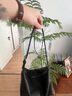 裘真【明星推薦】經(jīng)典hobo包植鞣牛皮腋下通勤休閑餃子女包 黑色-小號 小包/大包 曬單實拍圖