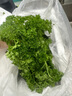 千牛優(yōu)福荷蘭芹250g-500g 新鮮香芹菜 番茜 洋芫荽番荽 西餐擺盤裝飾 500g 曬單實拍圖