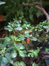 四季開(kāi)花 西洋杜鵑花苗盆栽室內庭院植物紫杜娟花樹(shù)映山紅帶花苞 紅杜鵑6年苗（帶花苞） 不帶盆 曬單實(shí)拍圖