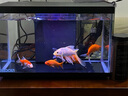 喜高超白玻璃魚(yú)缸智能魚(yú)缸免換水小型客廳水族箱一體式過(guò)濾氧氣魚(yú)缸 黑色-魚(yú)缸標配 380*210*245mm 曬單實(shí)拍圖