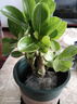 沙漠玫瑰盆栽重瓣花卉庭院植物耐旱室內(nèi)四季陽臺盆景懶人好養(yǎng)綠植 沙漠玫瑰【紅富貴】3年老樁+加侖盆 曬單實拍圖