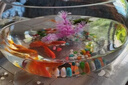 橙央玻璃魚缸特大號圓形透明生態(tài)創(chuàng)意魚缸客廳桌面加厚玻璃鼓缸金魚缸 大號鼓缸30厘米+彩石+水草 曬單實拍圖