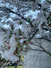 伊芙麗（eifini）蔣欣代言【早八神褲】高品質(zhì)顯瘦通勤拖地長(cháng)褲2025新款褲子 米色 常規版 M 105-115斤 曬單實(shí)拍圖