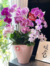 Only you【兩小時(shí)達(dá)】蝴蝶蘭帶花苞花劍花盆真花蘭花盆栽開業(yè)教師節(jié)禮物 8株紫色（瓷盆隨機(jī)） 曬單實(shí)拍圖