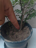 【驅蚊草】清香木盆栽室內花卉植物凈化空氣除甲醛綠植胡椒木 5年苗【當年開花爆滿】+肥料 紅花清香木【驅蚊蟲】【凈化空氣 曬單實拍圖