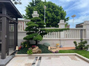 潮裕盆景高端羅漢松造型地景樹(shù)室內植物庭院迎客松真樹(shù)老樁客廳辦公室盆景 精品羅漢松1 帶盆栽好 曬單實(shí)拍圖