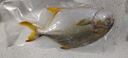環(huán)球水產(chǎn)冷凍南海金鯧魚(yú)2斤/2條 生鮮魚(yú)類(lèi) 火鍋 深海魚(yú) 海鮮 中秋家庭聚餐 曬單實(shí)拍圖