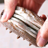 燈火島即食海參 大連冷凍遼刺參鮮食海參 單個獨立包裝凈含量500g 7A級1斤裝【18-20只】 曬單實拍圖