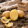 黔婆婆新鮮土豆蔬菜貴州高山馬鈴薯黃皮黃心早餐土豆泥麻辣燙火鍋食材 黃皮土豆9斤 （帶箱） 曬單實(shí)拍圖