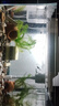 金利佳（Jeneca）魚(yú)缸過(guò)濾器三合一吸水泵濾盒水族箱上濾上置循環(huán)過(guò)濾槽壁掛增氧 【大號白色四件套】適長(cháng)55-82cm 曬單實(shí)拍圖