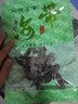 海帶結干貨霞浦特厚海帶烘干新鮮批發(fā)干貨特產(chǎn)涼拌批發(fā)商煲湯免洗 【沖量秒殺】干海帶結20*1袋 曬單實(shí)拍圖
