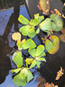 森悠（SARYOR）水芙蓉浮萍水草魚(yú)缸造景裝飾養魚(yú)養龜活體植物漂浮真水草凈化水質(zhì) 水芙蓉5顆【無(wú)需打理】 否 曬單實(shí)拍圖