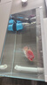 森森魚(yú)缸加熱棒自動(dòng)恒溫防爆熱帶魚(yú)加溫棒烏龜水族箱恒溫器加熱器 【數顯溫控】加熱棒300W 曬單實(shí)拍圖