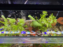 吉印刀鋒s魚(yú)缸燈led燈防水全光譜魚(yú)缸照明燈水草燈小型超白魚(yú)燈36cm 曬單實(shí)拍圖