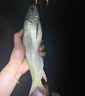 釣魚神器黑科技超聲波誘魚器探魚器電子捕戶魚器強(qiáng)效聚魚抓魚神器 一個(gè)【誘光整條河】 曬單實(shí)拍圖