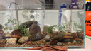 YEE超白魚缸桌面客廳生態(tài)斗金魚烏龜缸造景小型水草養(yǎng)魚玻璃裸缸40cm 曬單實(shí)拍圖