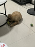 HELLOJOY狗狗玩具 耐咬磨牙棉繩球套裝寵物幼犬小狗玩具自己玩解悶5件套 曬單實(shí)拍圖