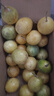 海南百香果廣西百香果 變黃變皺皮更甜 泡水喝 生吃 調(diào)味新鮮水果 30個(gè) 曬單實(shí)拍圖