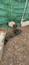二斤重純種黑鳳雞活苗正宗半大綠殼蛋雞苗散養土雞苗脫溫小雞活苗 0.8-1斤重黑鳳雞  5只【1公4母】 曬單實(shí)拍圖