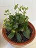 沭之美 長(cháng)壽花綠植觀(guān)花室內盆栽 長(cháng)壽花粉色+0.5塑料加侖盆 源頭直發(fā) 曬單實(shí)拍圖