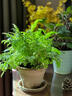 鐵線(xiàn)蕨類(lèi)植物小葉鐵耐陰盆栽室內客廳辦公室桌面綠植花卉懶人好養 A級鐵線(xiàn)蕨（原土盆）送肥料 曬單實(shí)拍圖