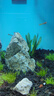 瘋狂水草青龍石假山石魚(yú)缸造景石材魚(yú)缸石頭觀(guān)賞石景觀(guān)石擺件天然原石頭 曬單實(shí)拍圖