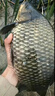 川澤新關(guān)東魚(yú)鉤綁好子線(xiàn)雙鉤成品套裝釣魚(yú)神器鯽鯉大物鰱鳙鉤黑坑魚(yú)鉤 60CM(鉤2.0線(xiàn)1.5+鉤3.0線(xiàn)2.0） 新關(guān)東無(wú)刺盒裝（共20付） 曬單實(shí)拍圖