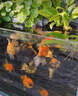 銅錢(qián)草水培植物室內辦公室桌面盆栽花卉四季常青綠植凈化空氣懶人 銅錢(qián)草帶葉子特惠款71-100根+營(yíng)養液【1份】 不含盆 曬單實(shí)拍圖