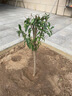 石榴樹(shù)樹(shù)苗突尼斯軟籽石榴苗盆栽庭院果樹(shù)特大帶土無(wú)籽甜石榴樹(shù)苗 6年苗帶土帶分枝（當年結果 備注品種） 81cm(含)-110cm(含) 曬單實(shí)拍圖