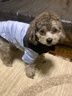 JCZS狗面棉服冬季寵物小狗狗棉衣服秋冬款小型犬泰迪比熊保暖加厚 邦迪藍(可牽引) XS(建議體重1-3斤) 曬單實(shí)拍圖