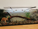 寵小島溪流缸2025新款魚缸制氧一體式懶人生態(tài)造景側(cè)濾溪流缸 溪流缸80x25x25【增氧過濾】加厚原生缸 曬單實拍圖