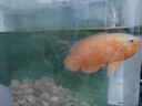 森森 小鯉魚(yú)缸過(guò)濾器凈水循環(huán)三合一內置水族箱過(guò)濾系統XQP-500F 6W 曬單實(shí)拍圖