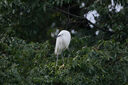 騰龍（Tamron）A057S 150-500mm F/5-6.7 Di III VC VXD防抖 拍鳥(niǎo)體育超長(cháng)焦索尼全畫(huà)幅微單鏡頭(索尼全幅E口) 曬單實(shí)拍圖